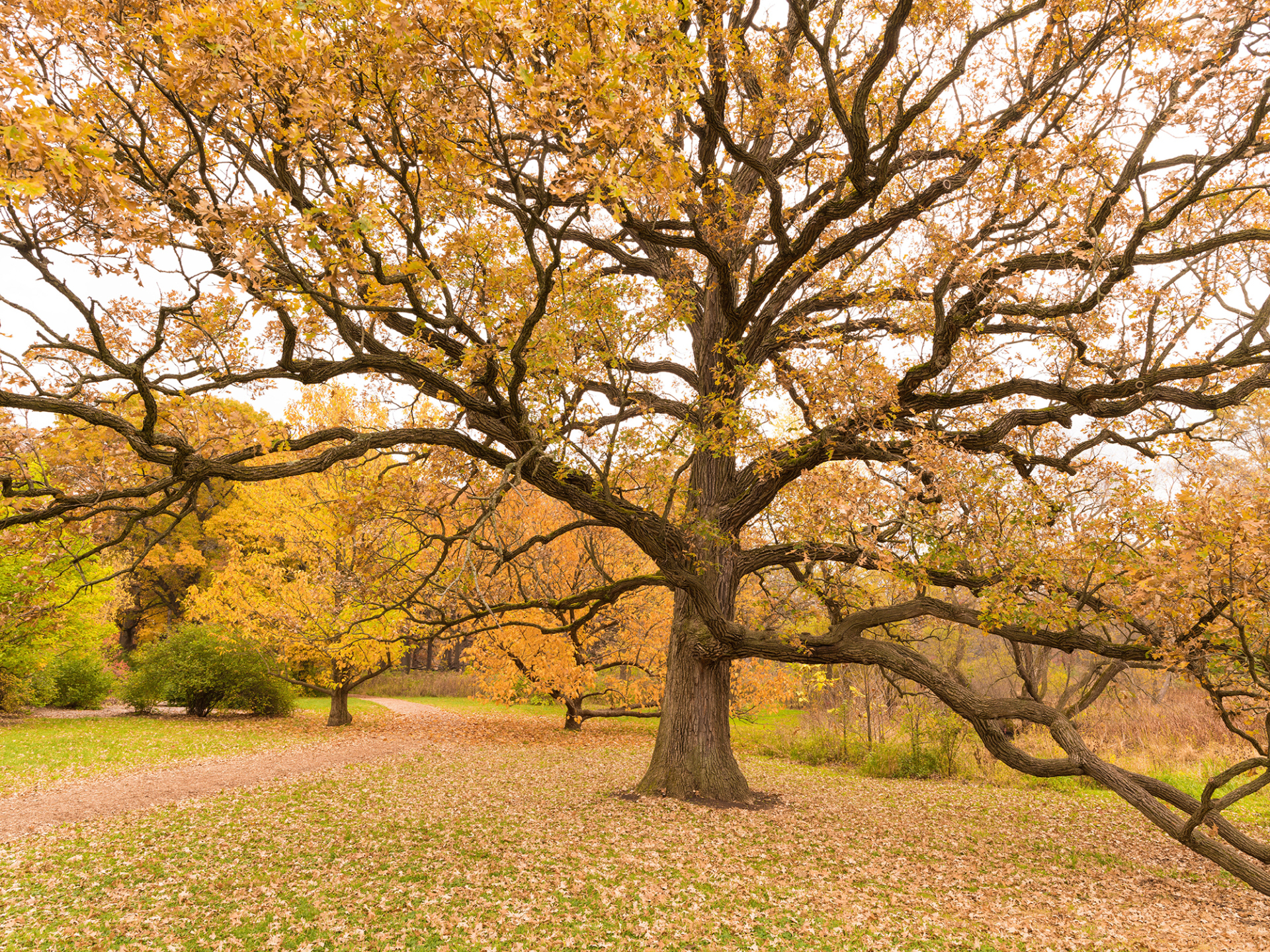 An old bur oak in fall near Crowley Marsh