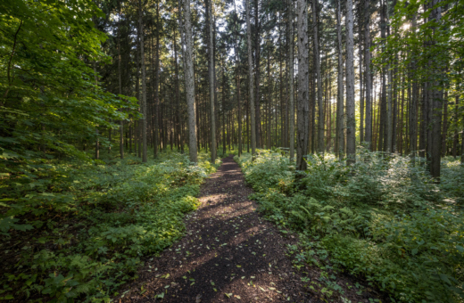 A chipped trail through the Spruce Plot with the sun shining through