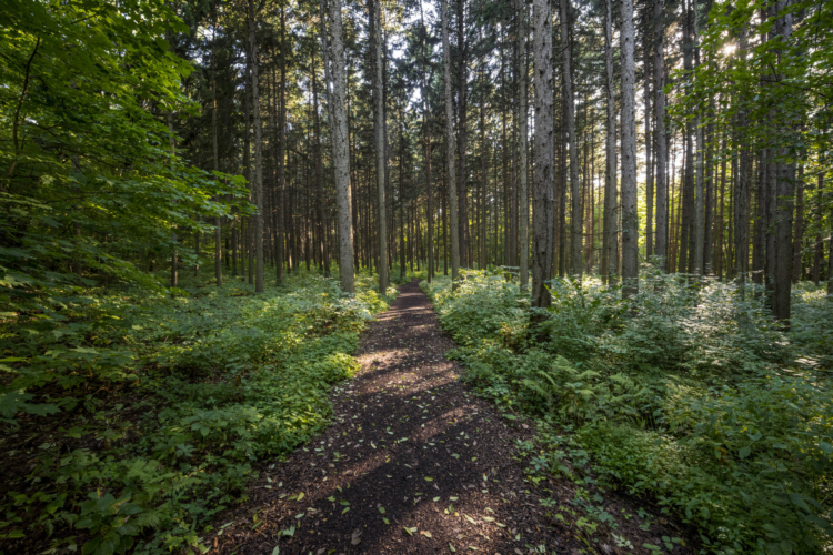 A chipped trail through the Spruce Plot with the sun shining through