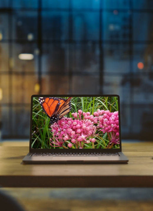 Adding Edible Native Plants to Your Garden Online Class