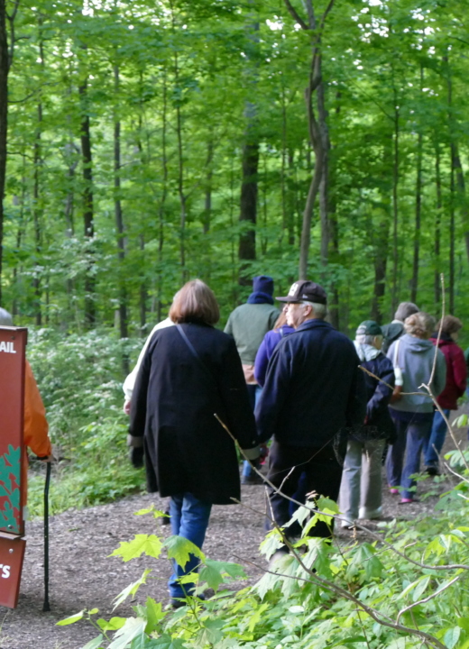Group of hikers attending a guided hike educational program in The Morton Arboretum's East Woods in the summer