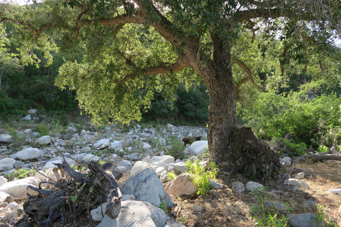 An arroyo oak in Baja Sur Mexico