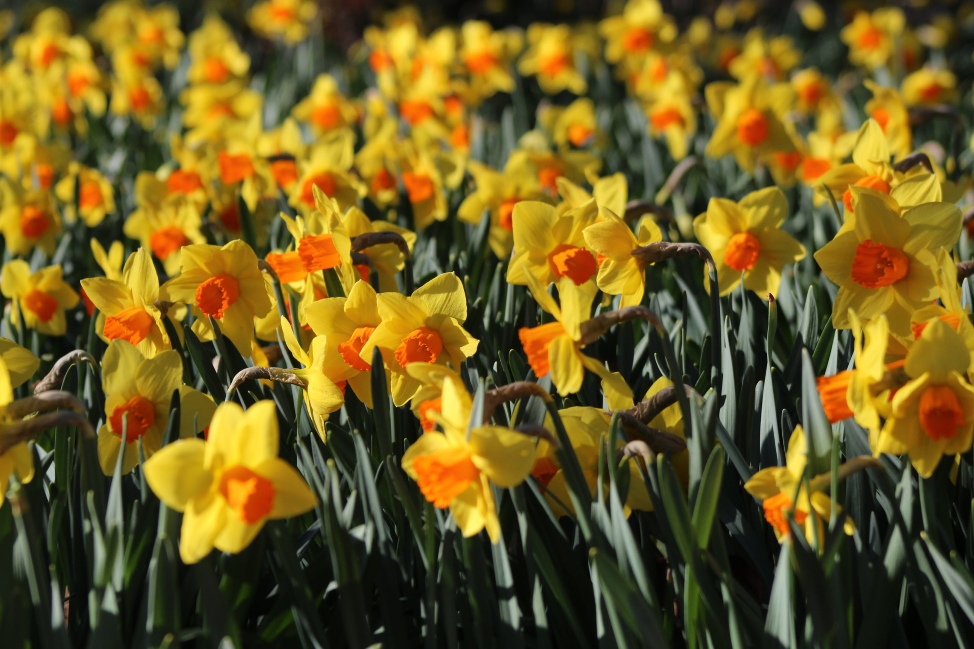 Closeup of yellow and orange daffodils in spring.