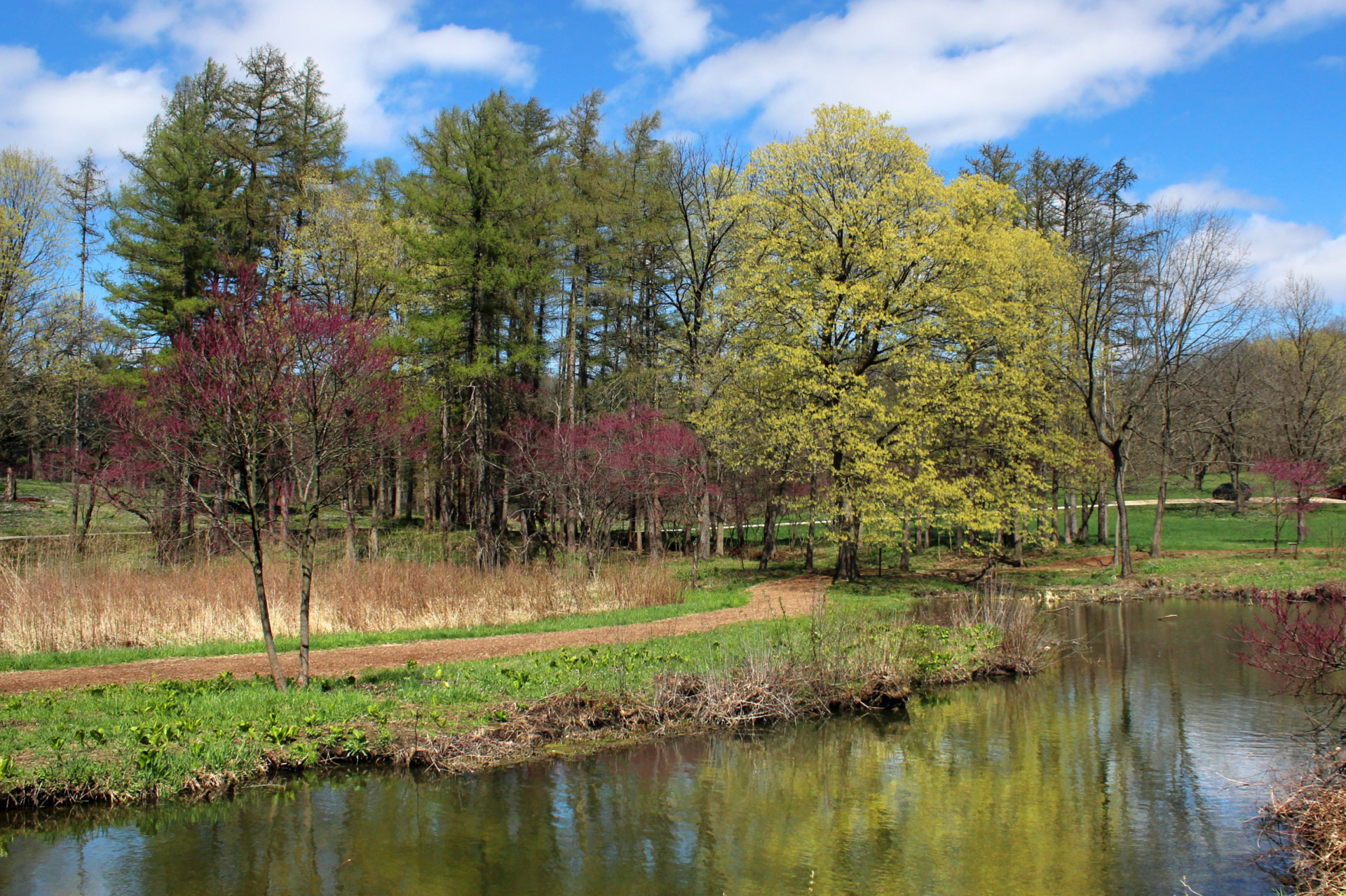 Spring trees along Lake Marmo