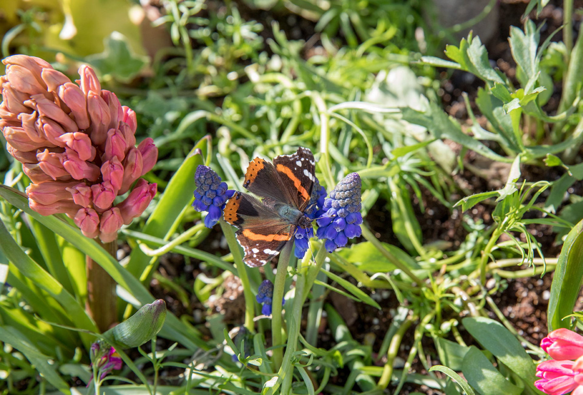 A butterfly resting on a spring flower