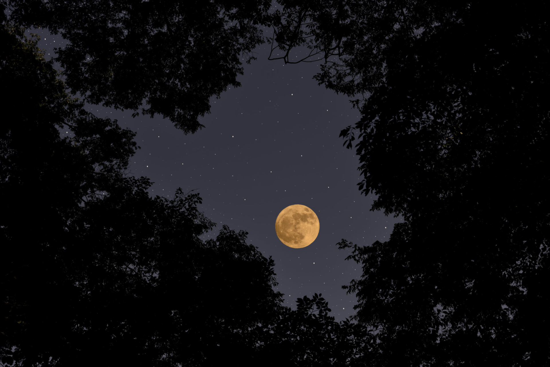 A full moon visible through the tree canopy
