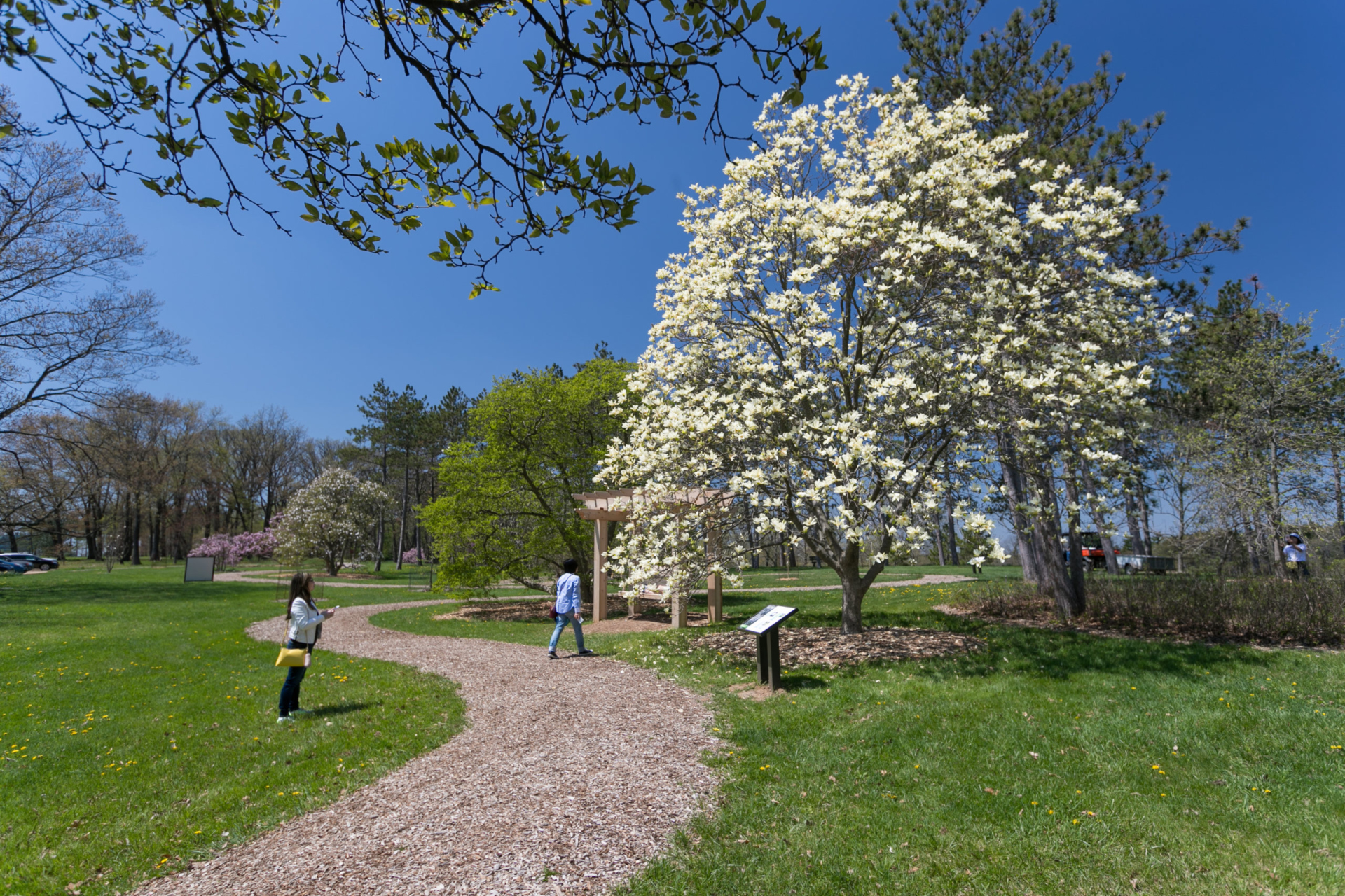 Two women walking in the Magnolia Collection in spring.