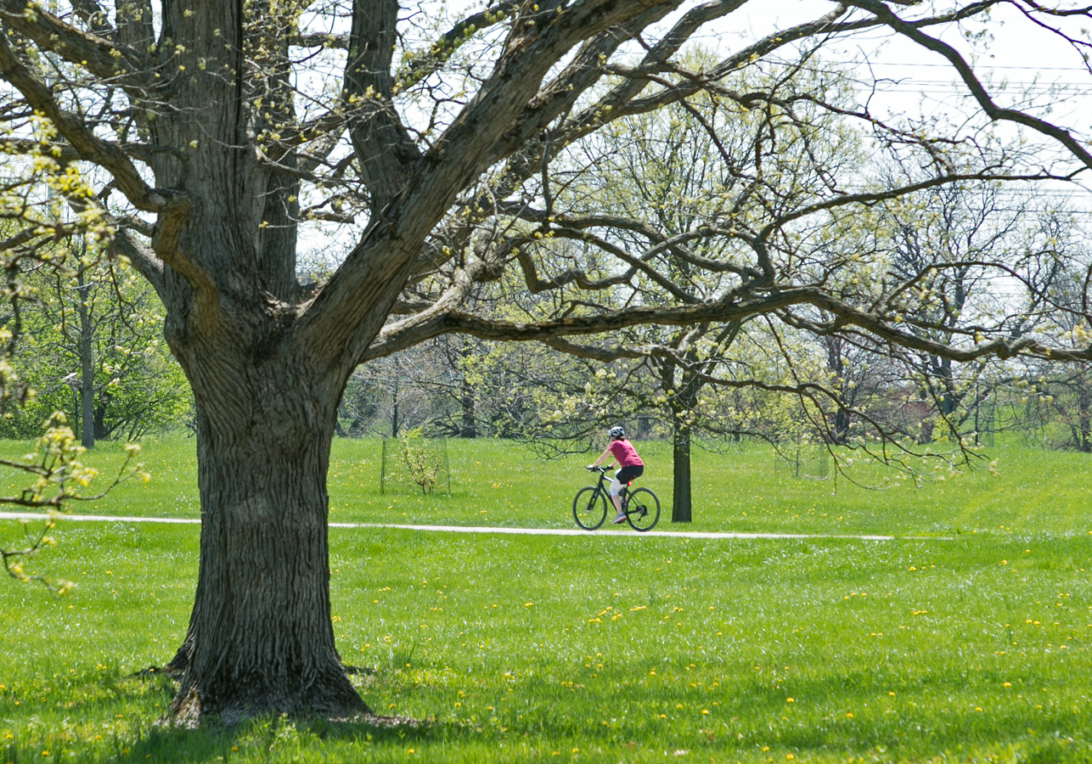 Guest bikes through the oak collection in spring