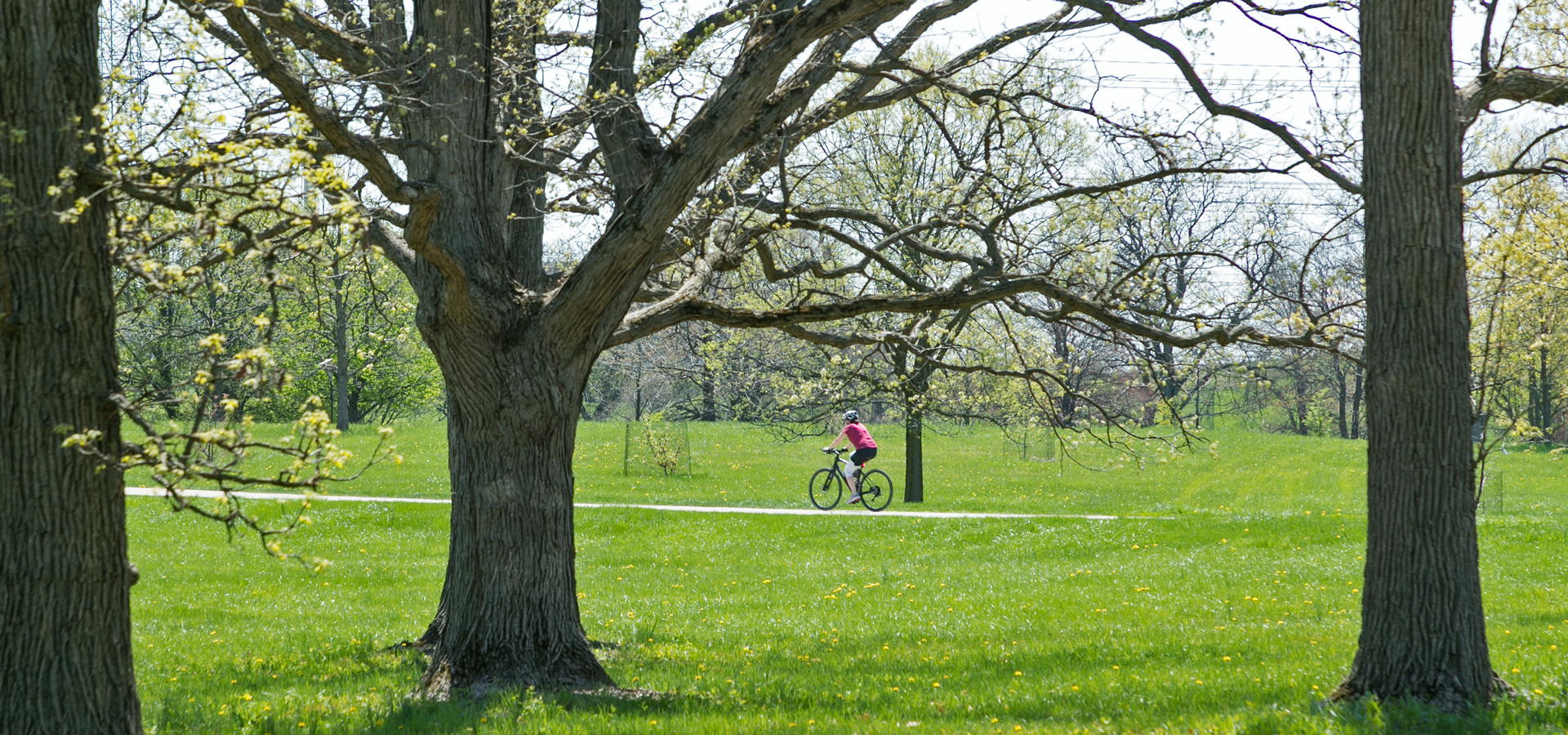 Guest bikes through the oak collection in spring