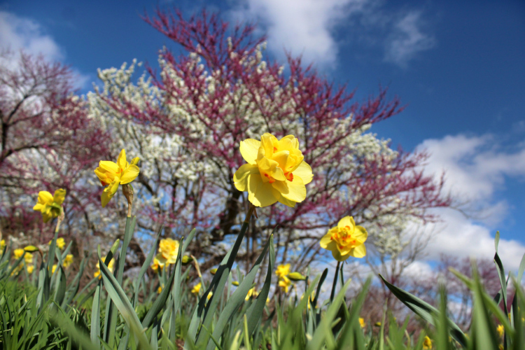 Narcissus 'Tahiti' blooms near Lake Marmo