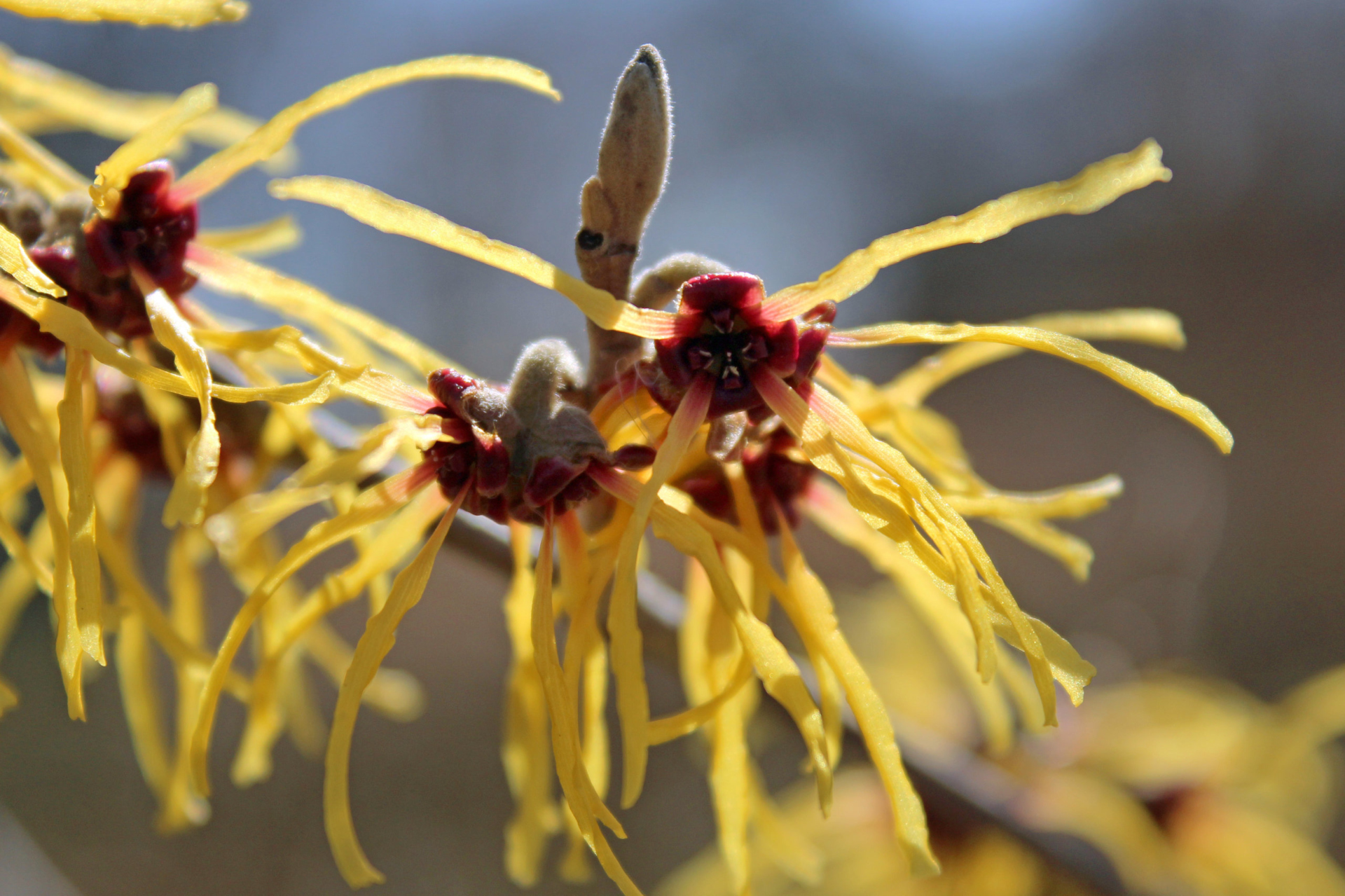 Witch Hazel in bloom on the grounds of the Arboretum, near P-27, in Witch Hazel Dell