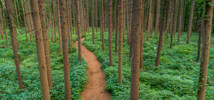 Spruce Plot