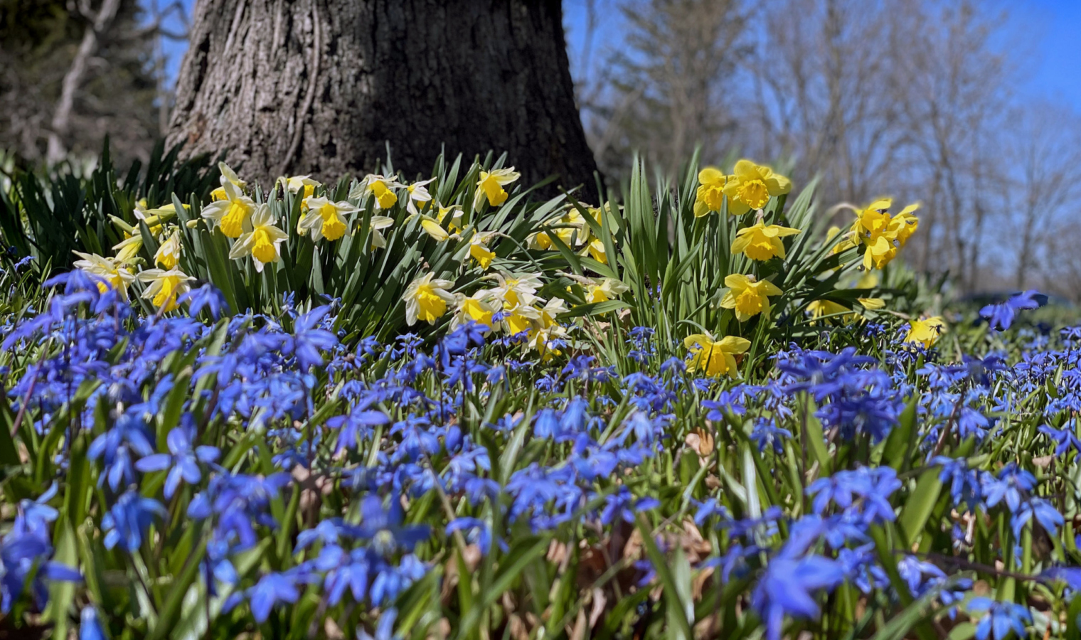 Photograph of blue Siberian squill flowers and yellow daffodils blooming beneath a tree in Daffodil Glade on the West Side of The Morton Arboretum