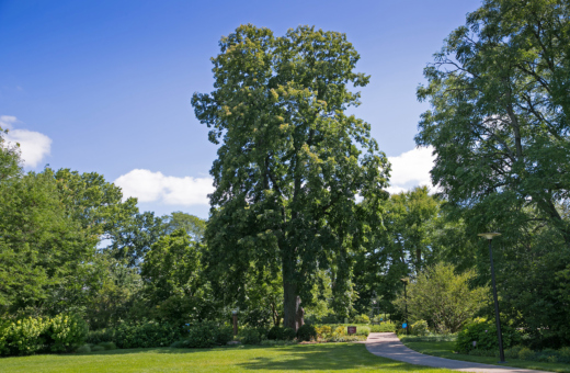 The Morton Arboretum