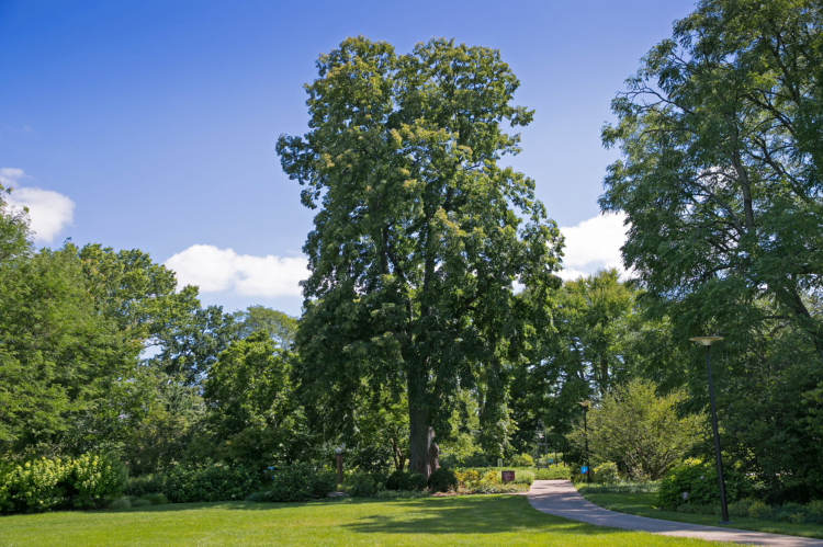 The Morton Arboretum