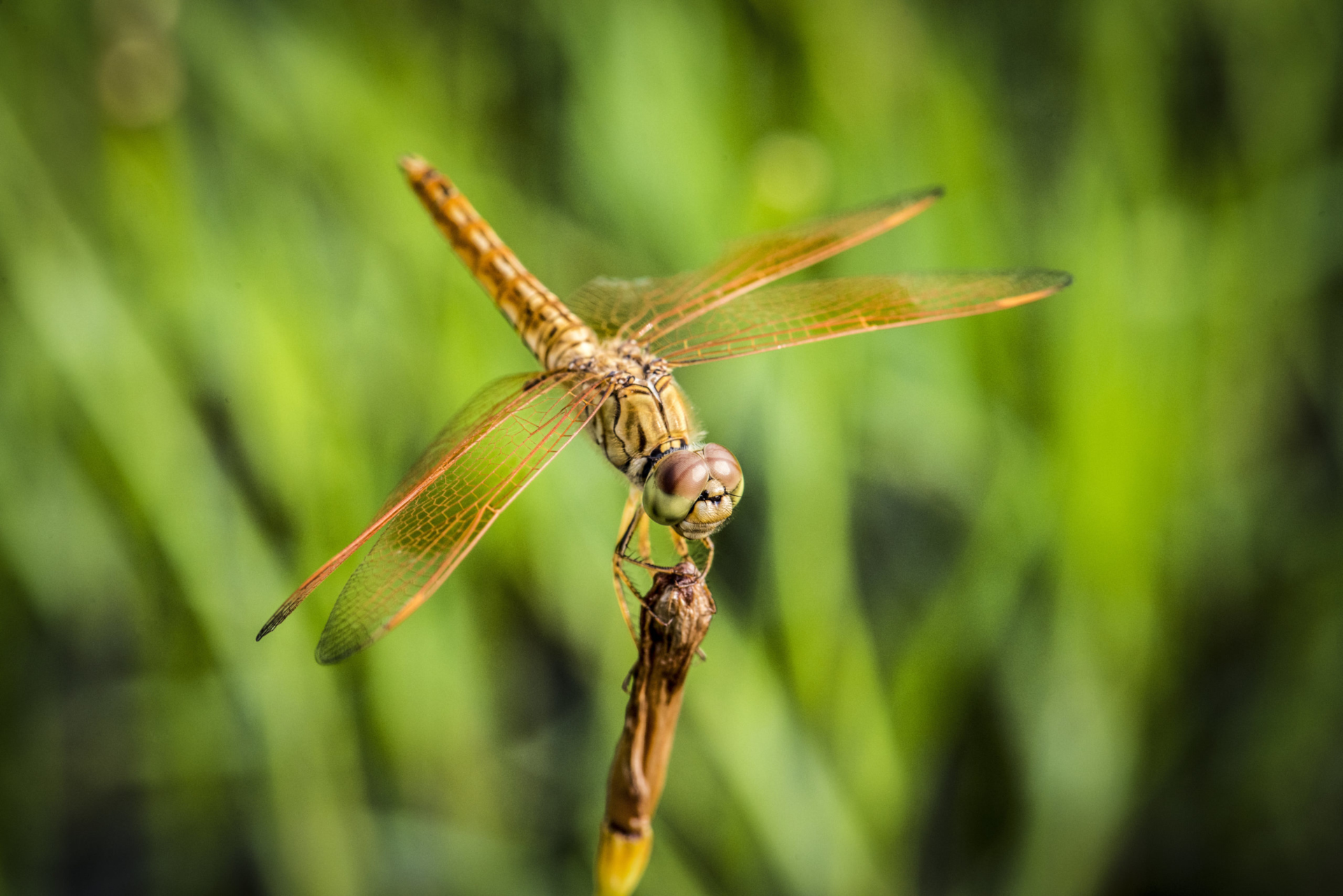 Dragonfly perched on a stalk of grass.