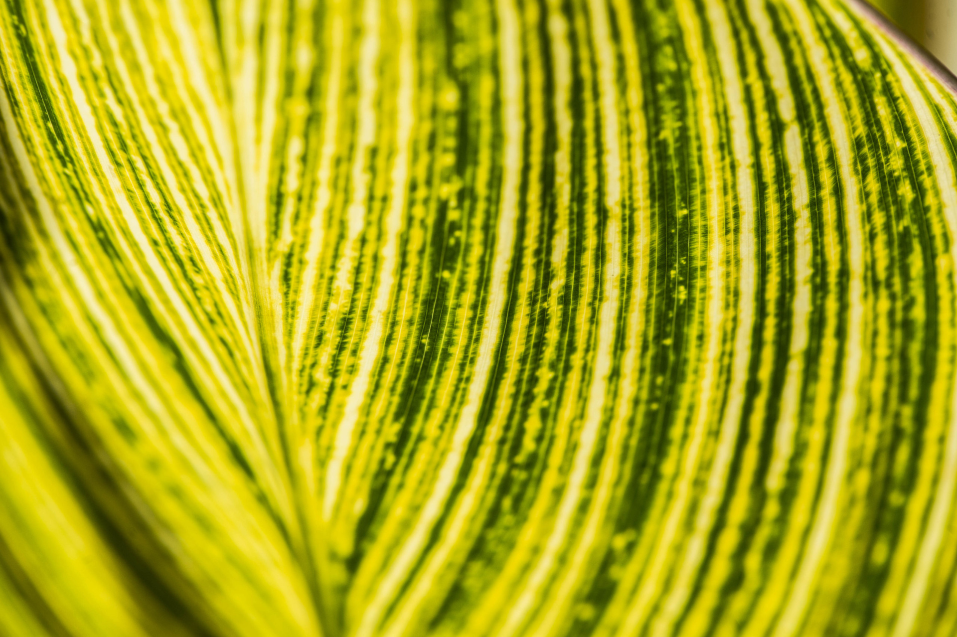 Close up of a leaf shot in macro.