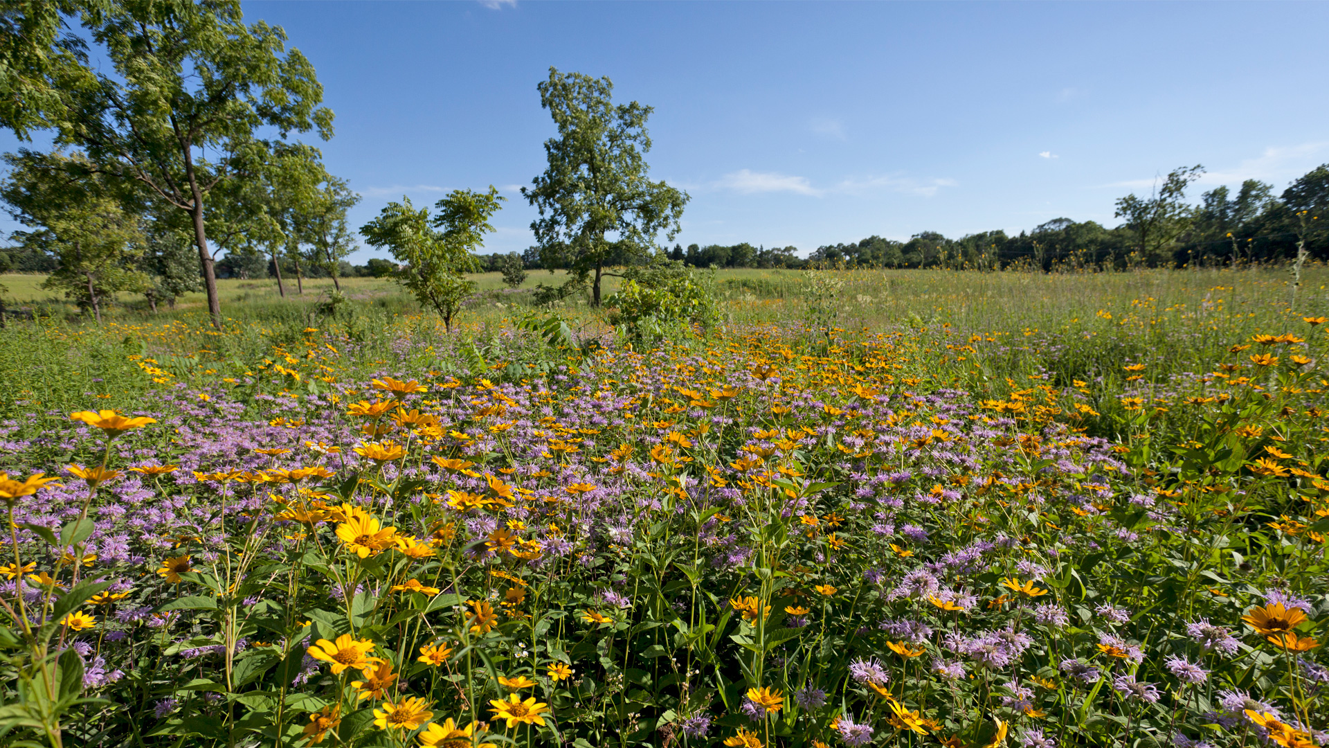 Flowers bloom in the Schulenberg Prairie in summer