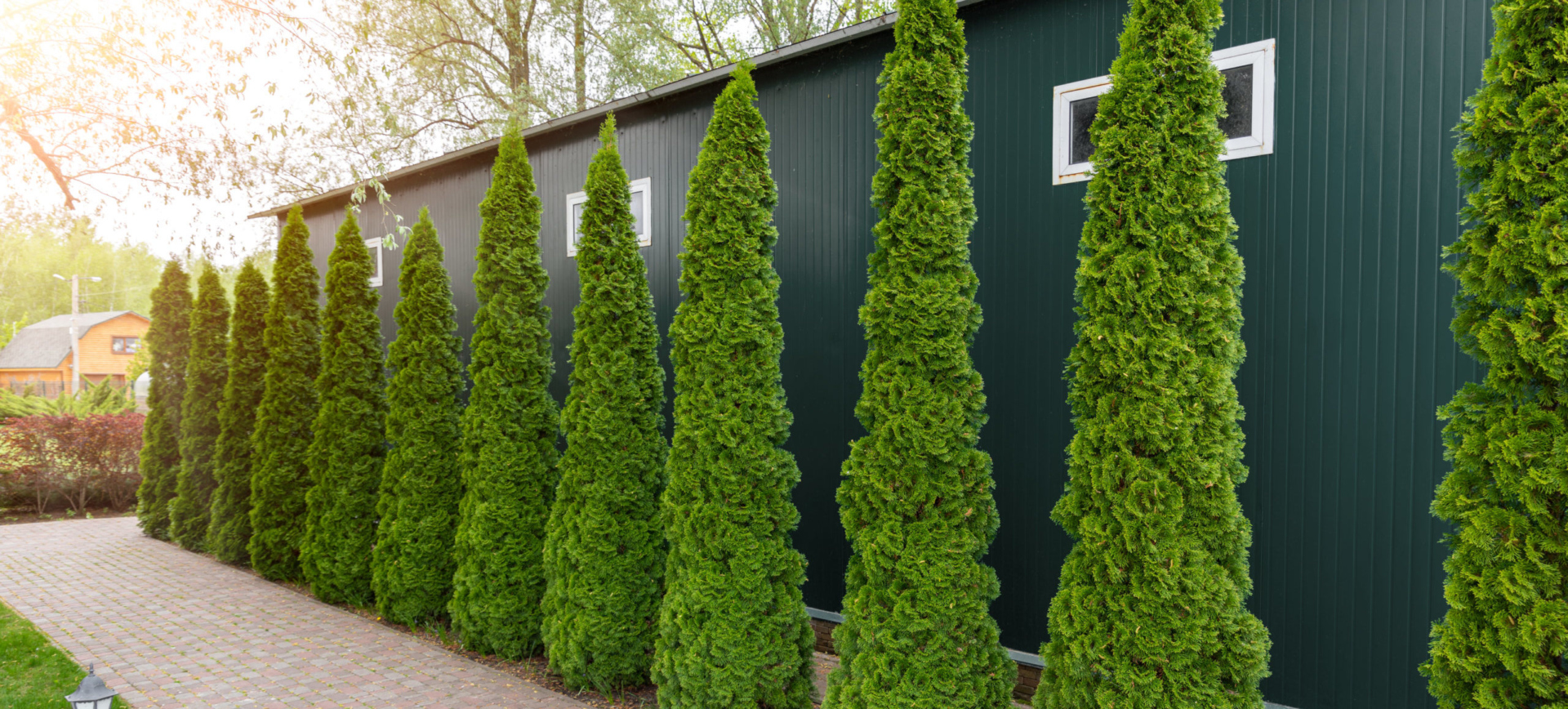 Arborvitae forming a living fence against the side of a building.