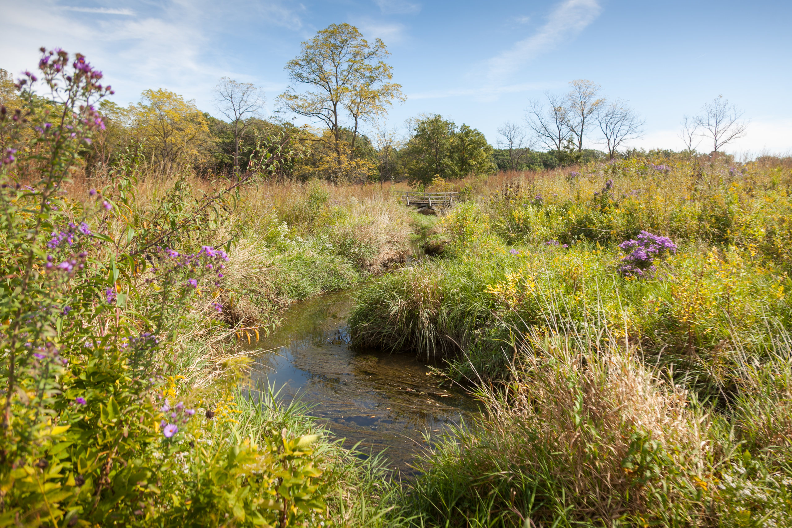 Photograph of the Schulenberg Prairie restored at The Morton Arboretum