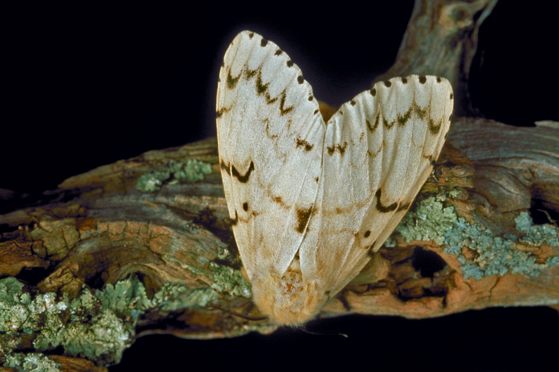 Spongy Moth on a branch