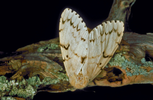 Spongy Moth on a branch