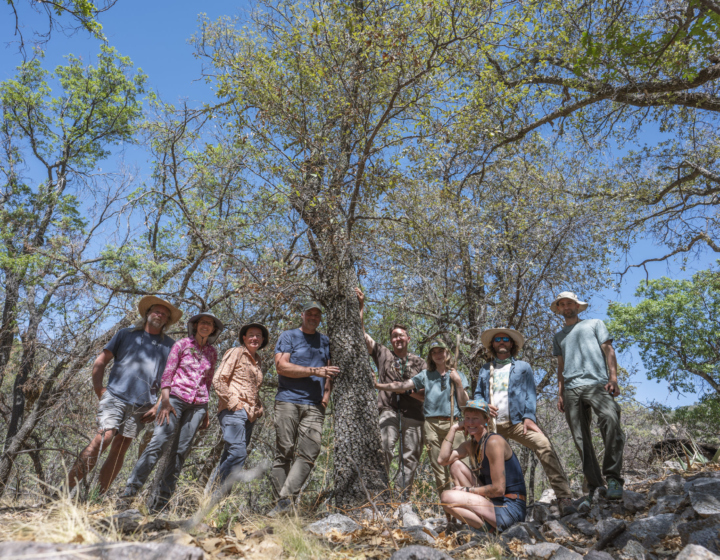 The Morton Arboretum