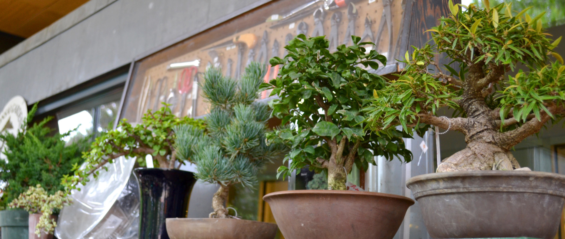 Photograph of several bonsai trees placed on a shelf
