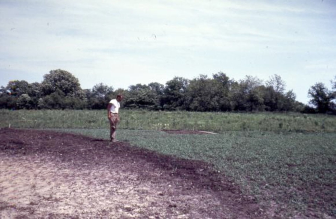 The Morton Arboretum