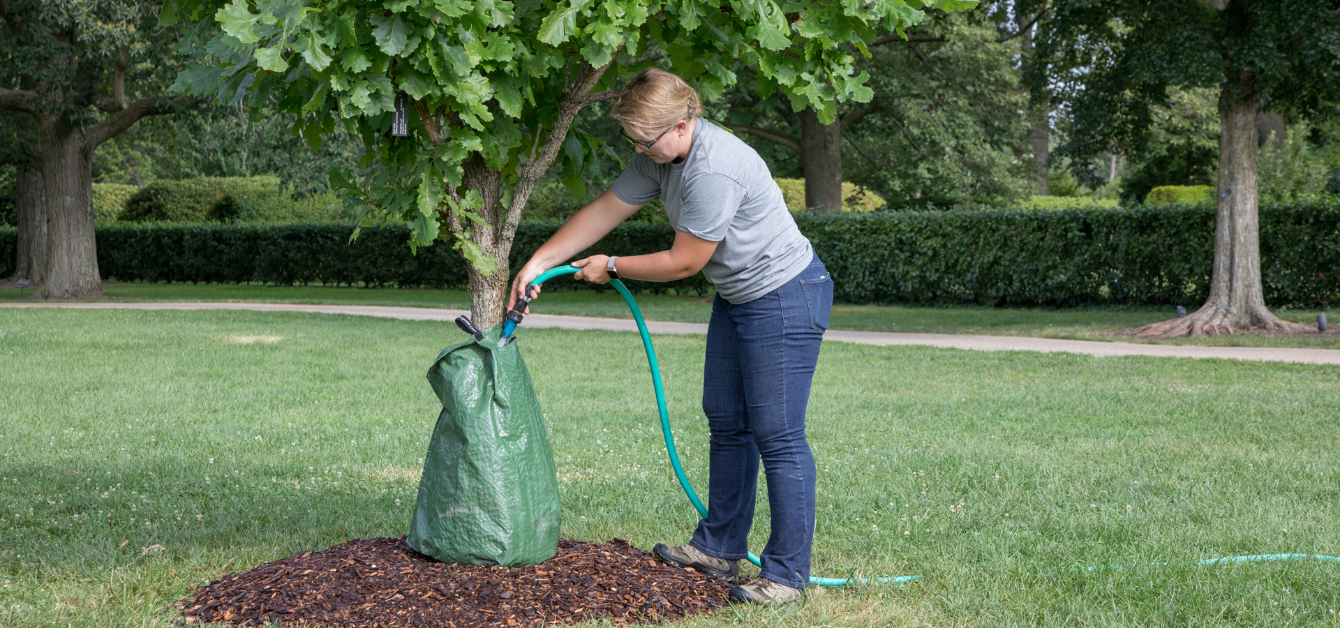 Watering a tree with a gator bag