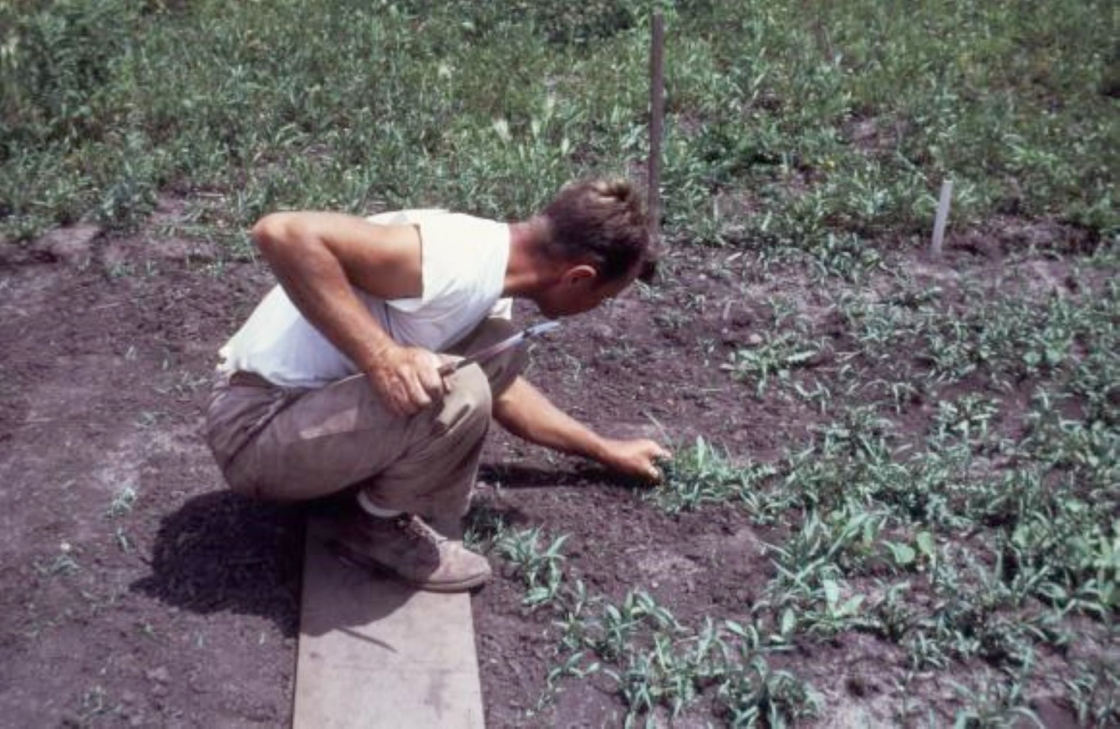 The Morton Arboretum