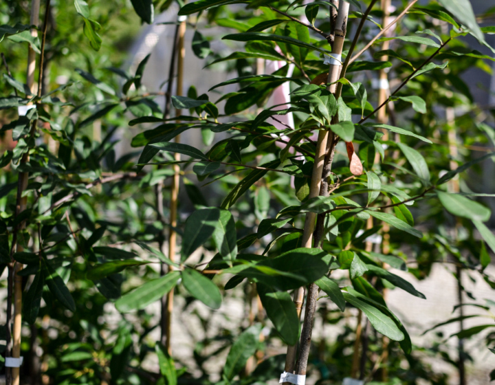 The Morton Arboretum