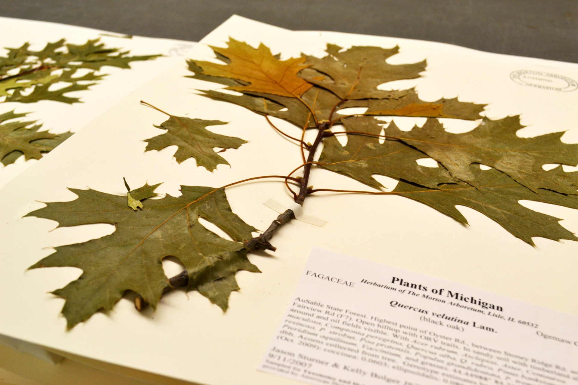 Herbarium sample of a black oak