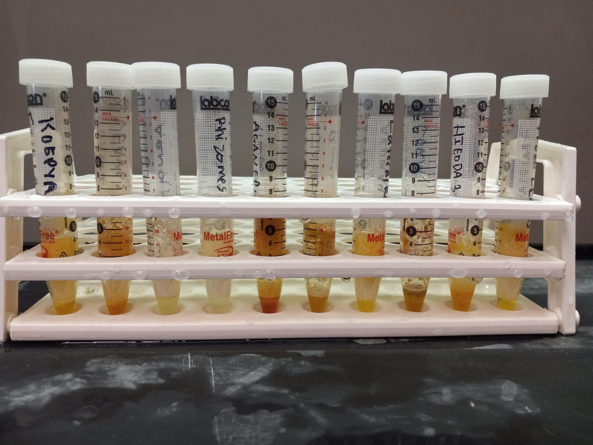 The Morton Arboretum