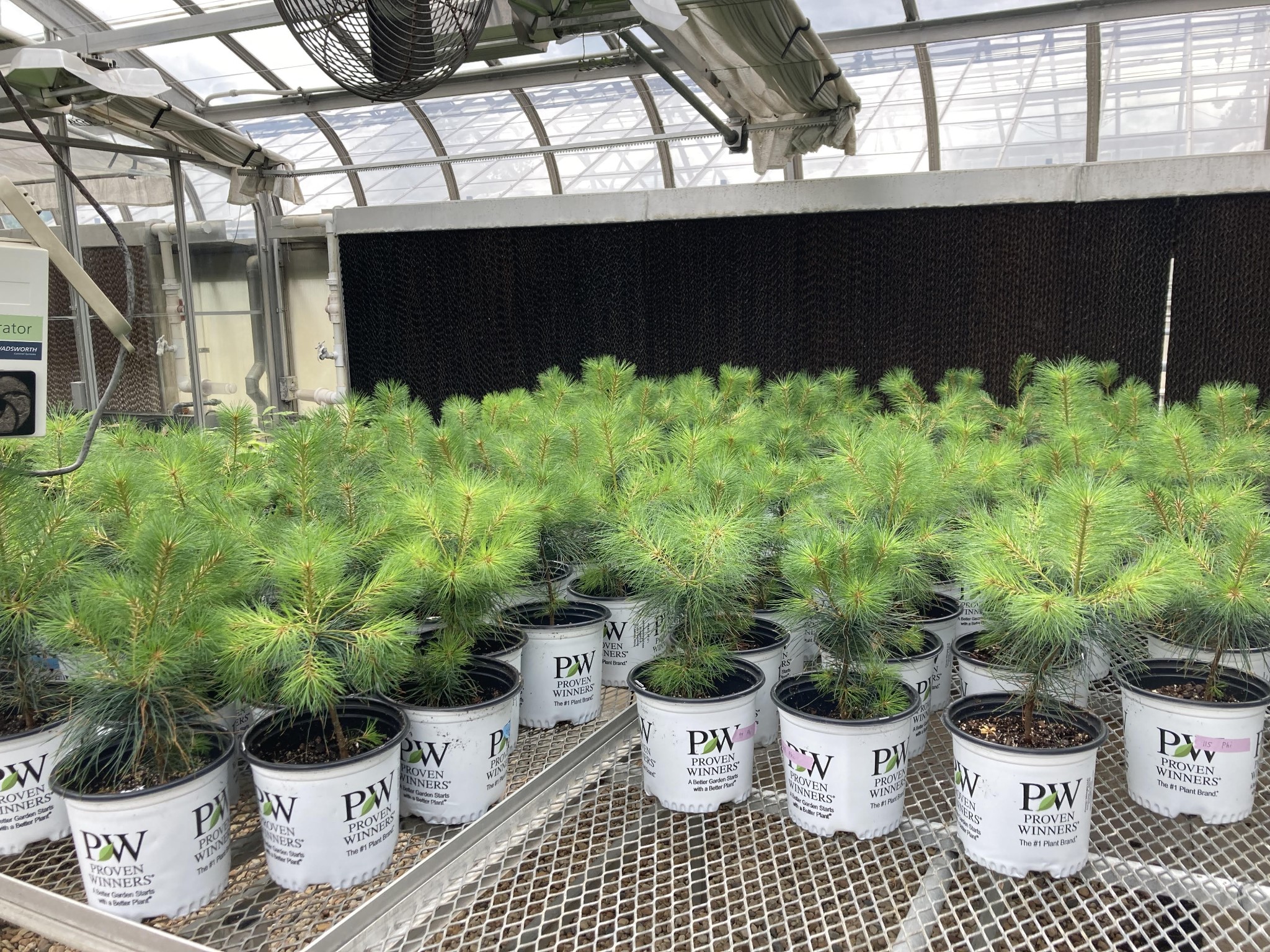 The Morton Arboretum