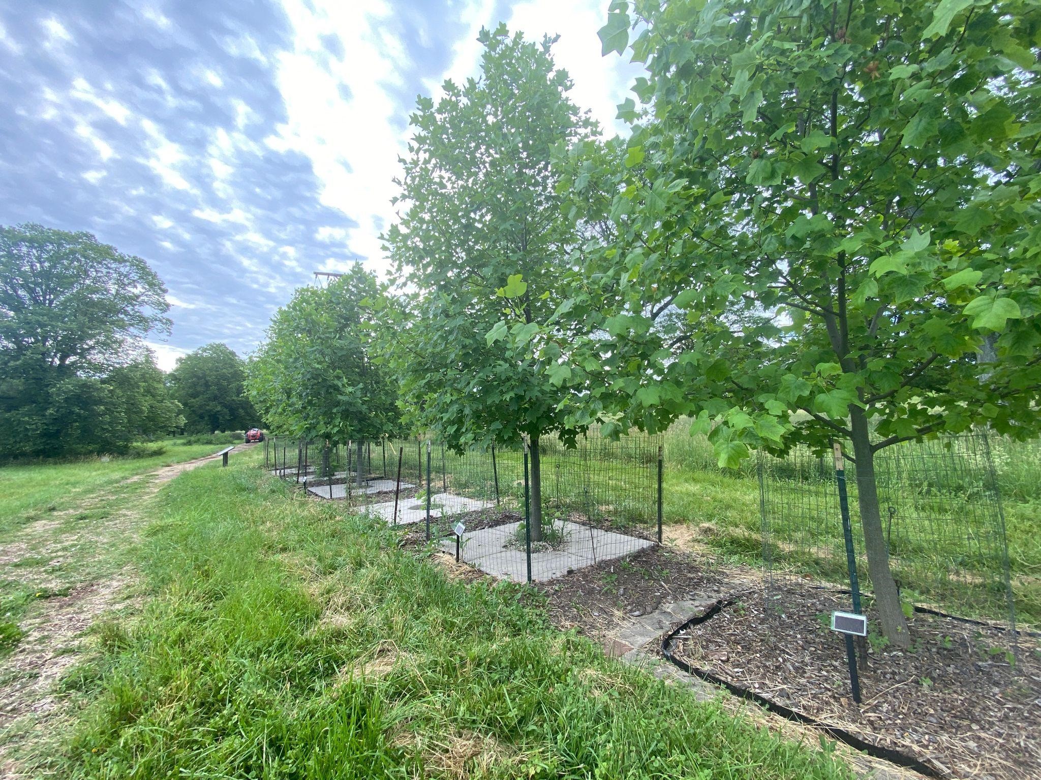 The Morton Arboretum
