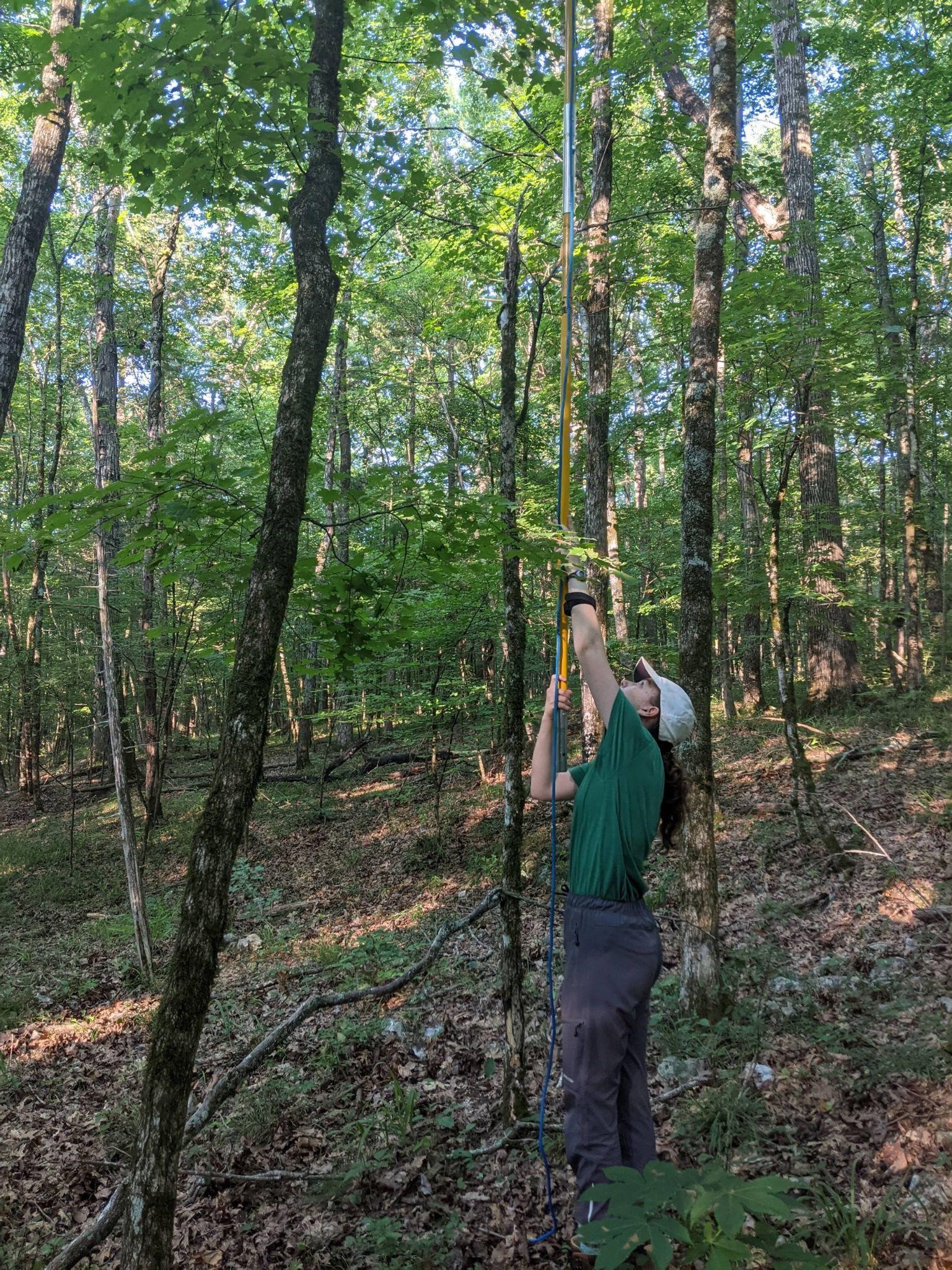 The Morton Arboretum