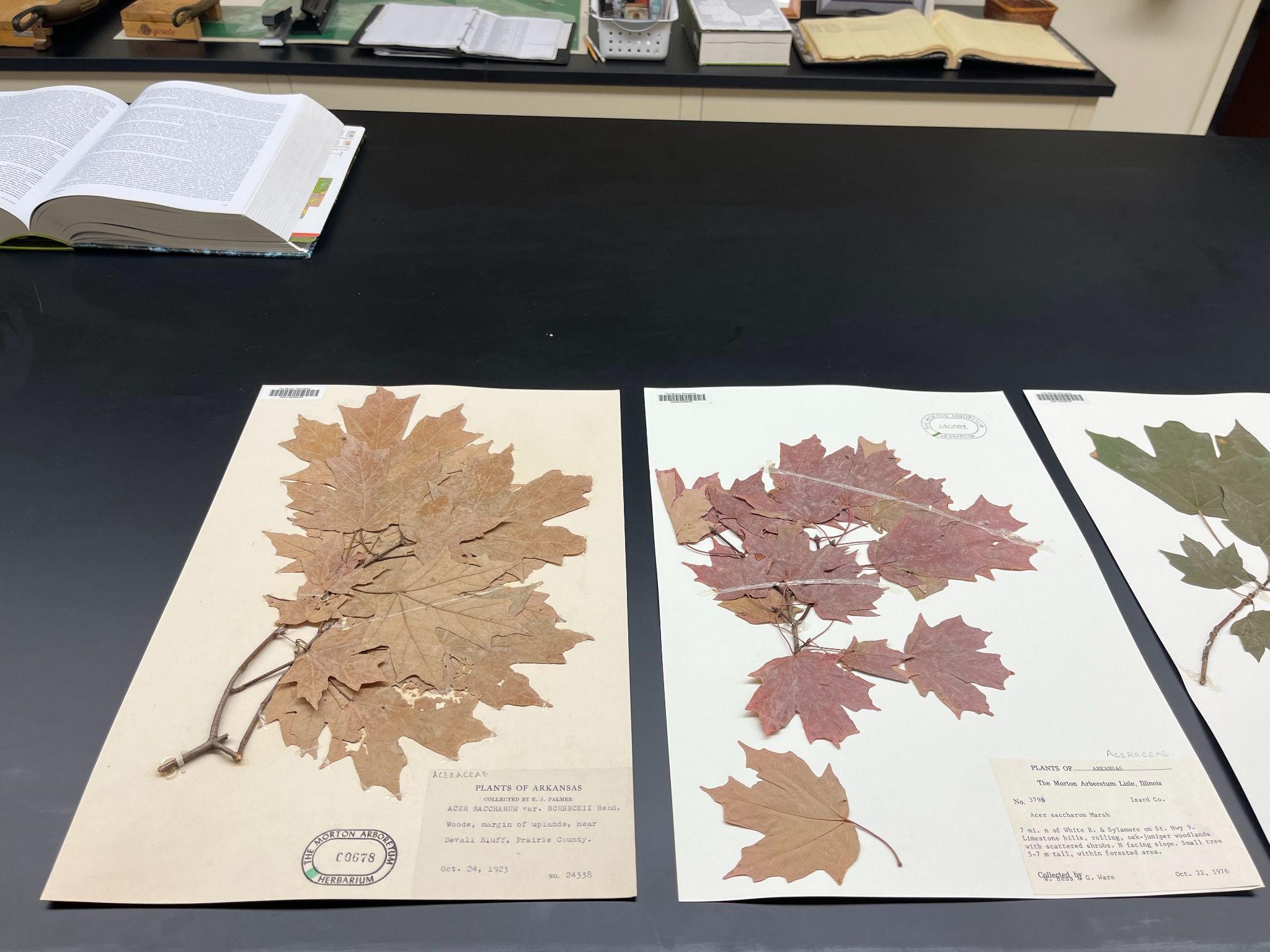 The Morton Arboretum