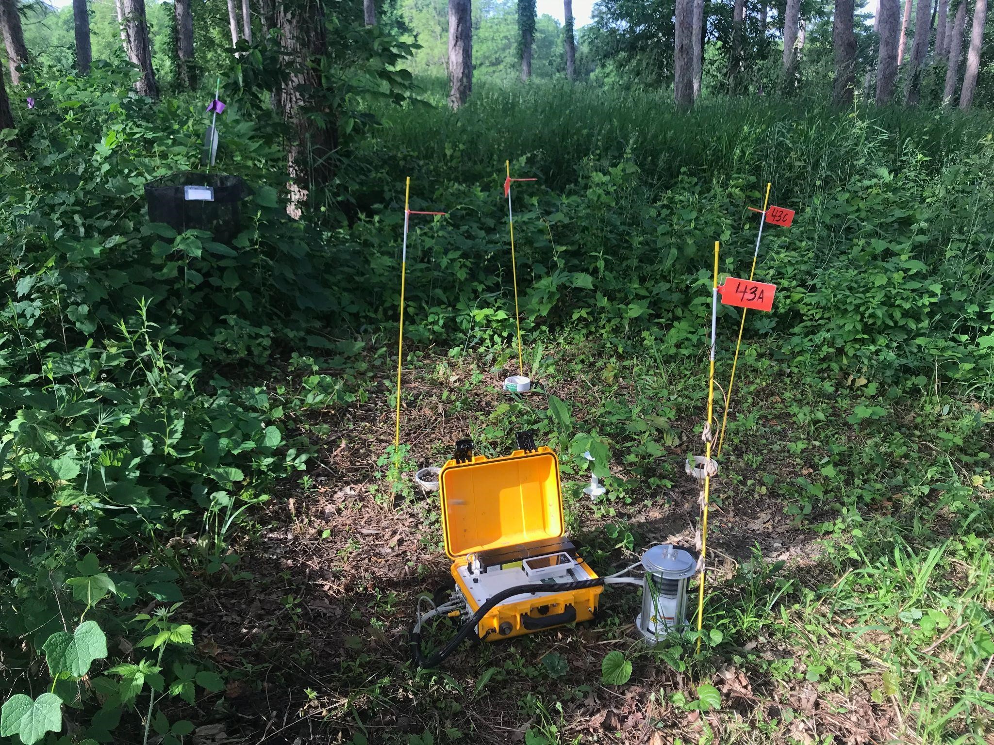 The Morton Arboretum