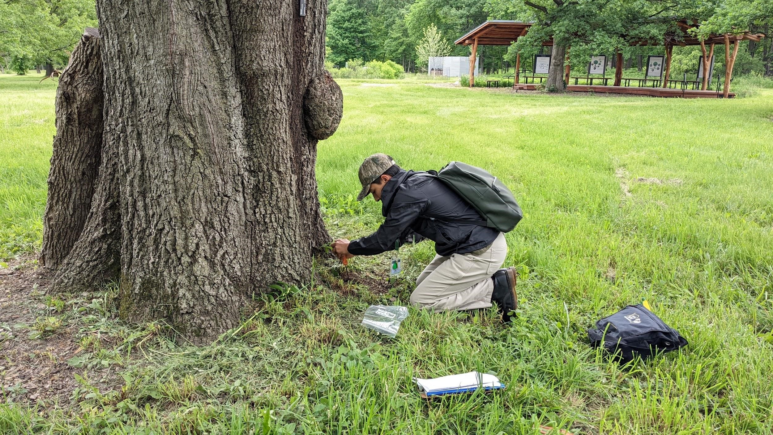 The Morton Arboretum