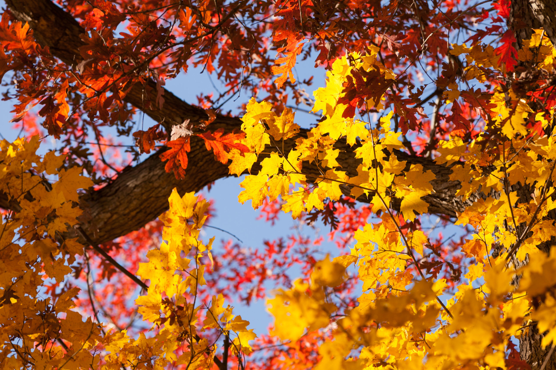 Photo of tree branches with oak and maple leaves in fall