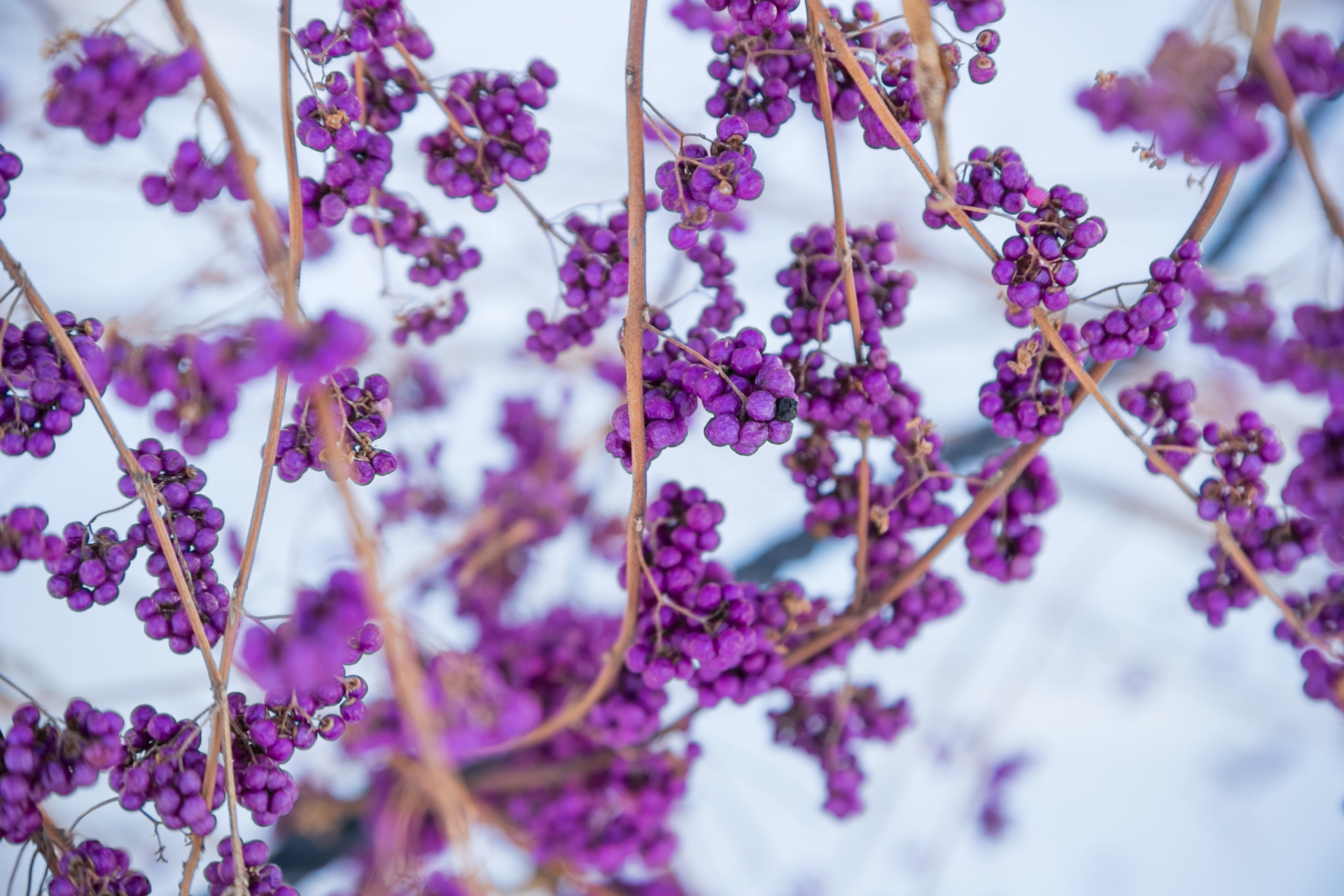 Closeup of an Issai Purple Beautyberry bush (Callicarpa dichotoma 'Issai') set against a snowy backdrop.