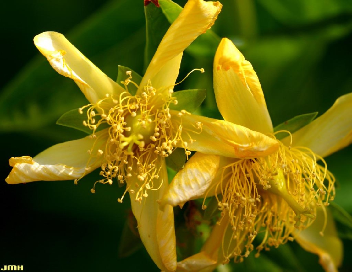 Amazon.co.jp: William T. Stearn/Botanical Latin 植物 学名