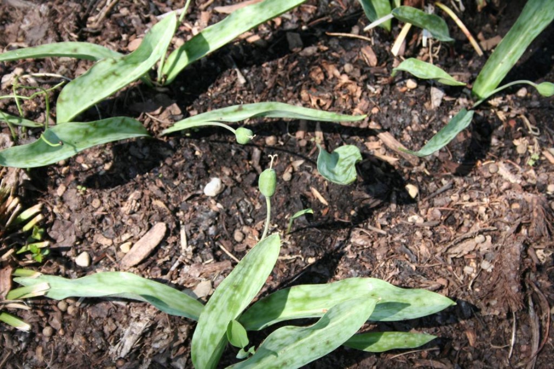 Erythronium albidum Nutt. (white trout-lily), fruit