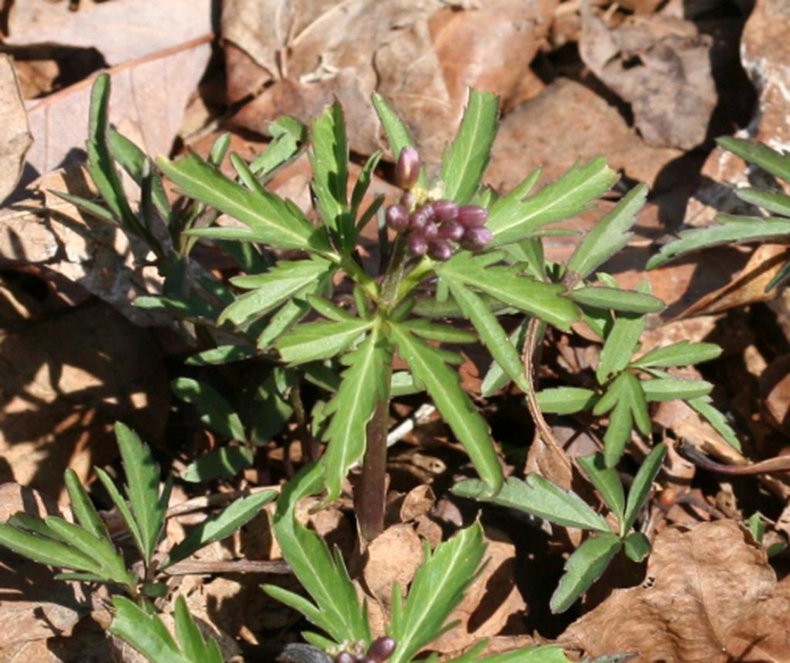 Cardamine concatenata (Michx.) O.Schwarz (toothwort), flower buds