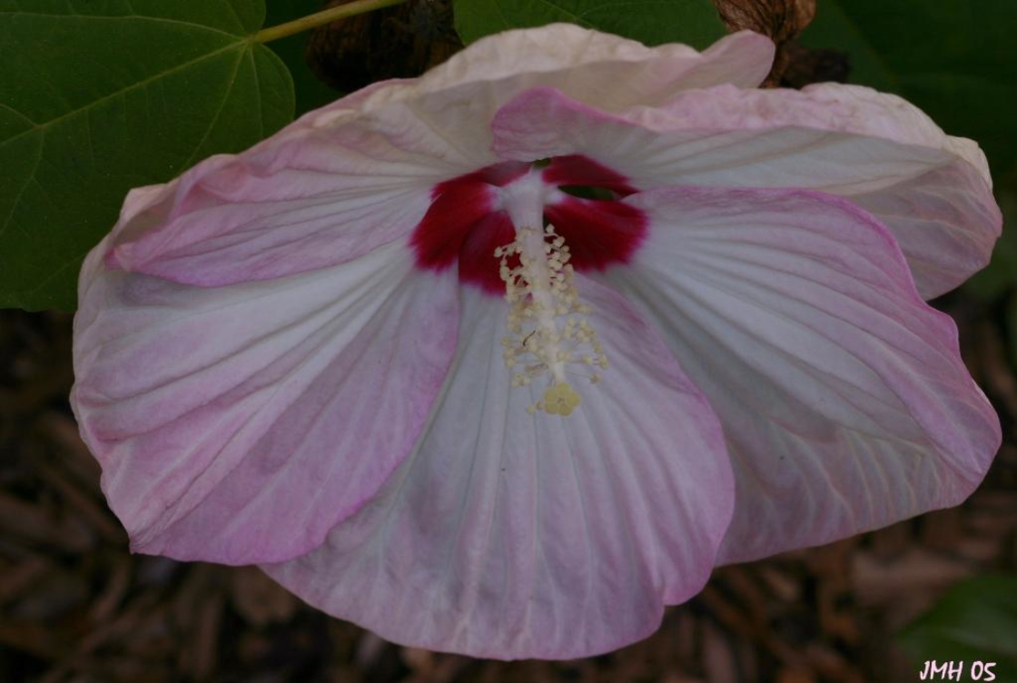 Hibiscus moscheutos L. (common rose-mallow), flower, stamen