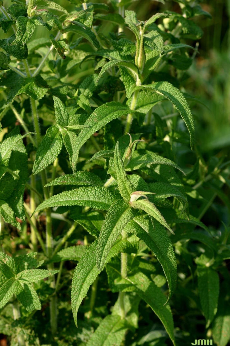 Eupatorium perfoliatum L. (common boneset), stems and leaves