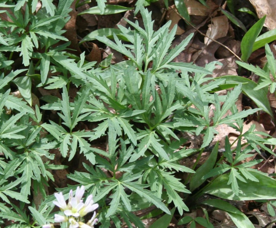 Cardamine concatenata (Michx.) O.Schwarz (toothwort), leaves, upper surface