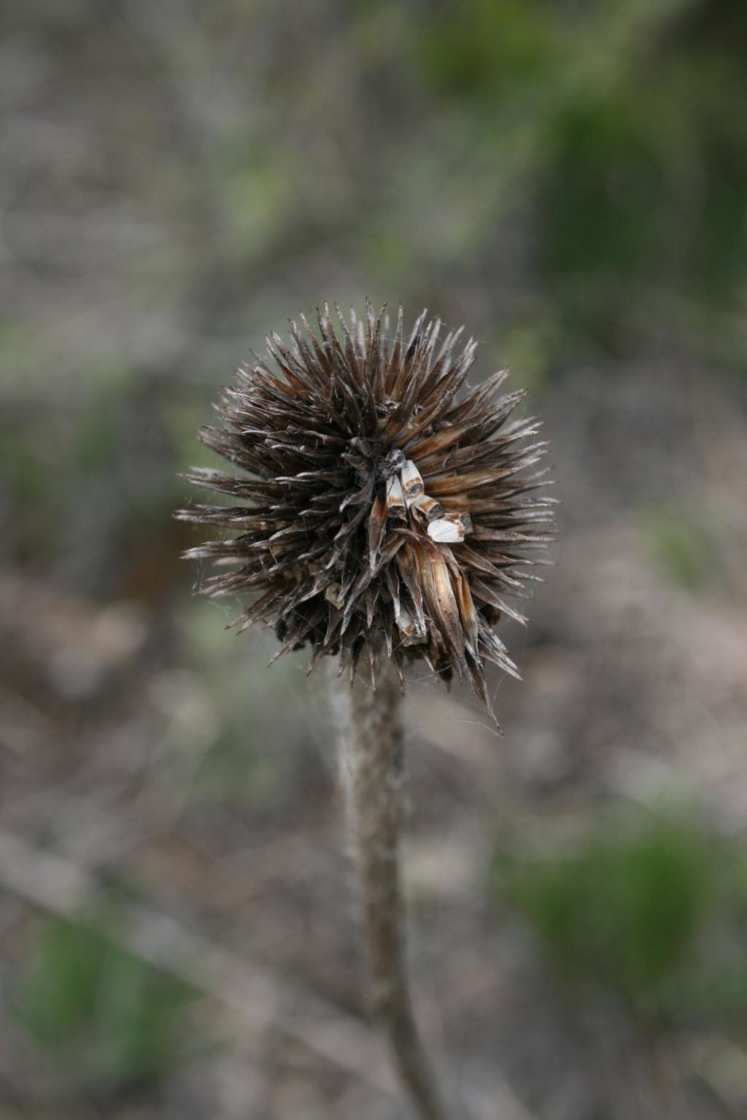 Echinacea pallida (Pale Purple Coneflower), infructescence, fruit, mature