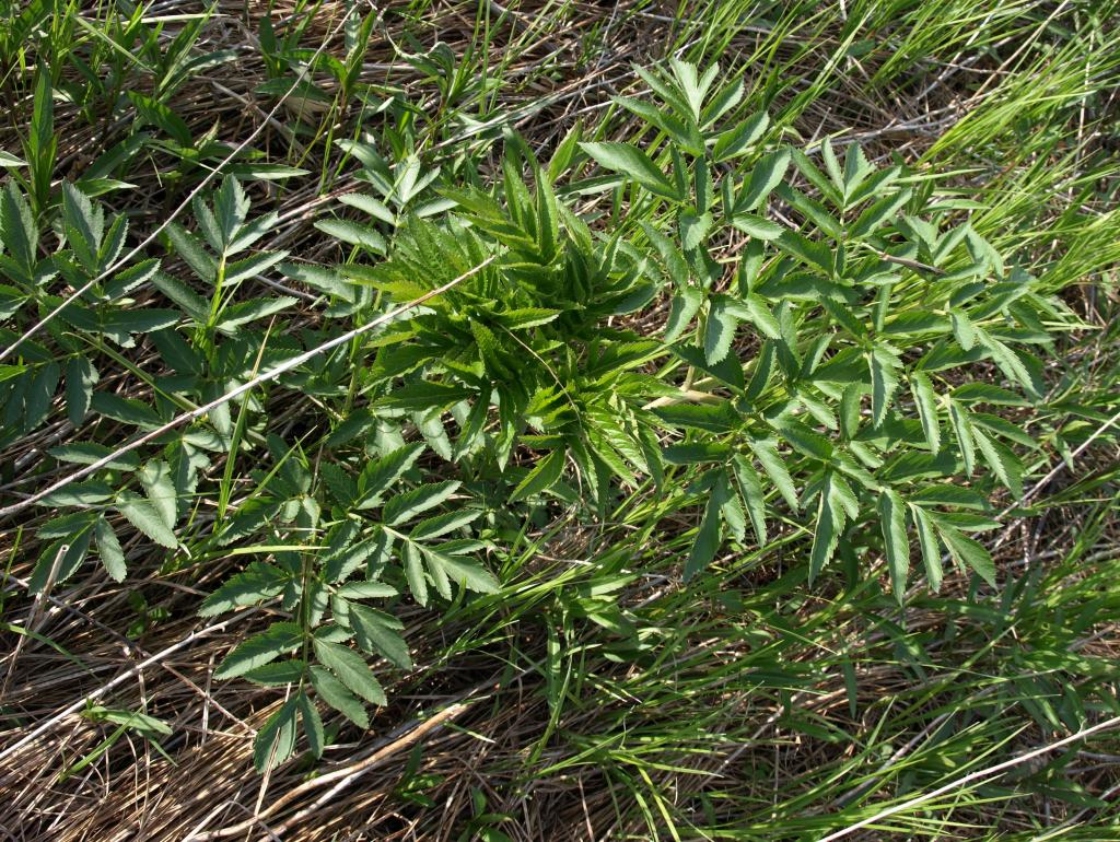 Angelica atropurpurea (Great Angelica), habit, spring